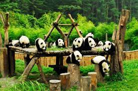 Wolong Panda Reserve 